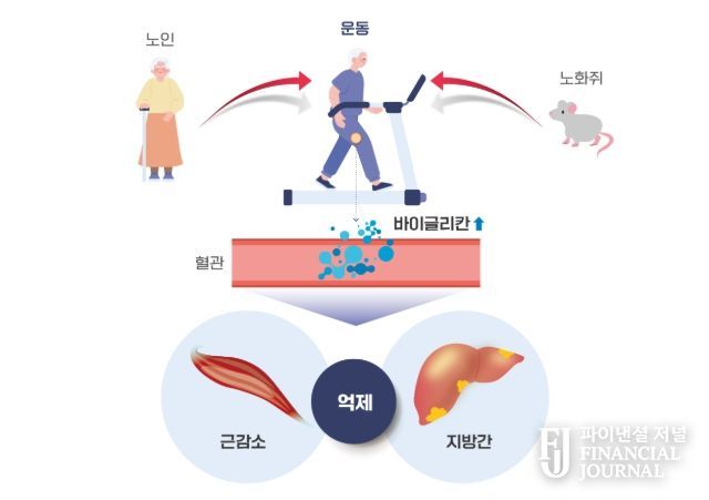 운동을 통해 분비된 바이글리칸(Biglycan)의 근육과 간 손상 개선효과 모식도